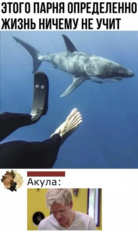 Doesn't teach - Picture with text, Humor, Shark, Prosthesis, Comments, Gordon Ramsay