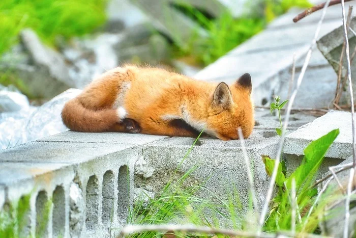 Curious nose - Fox, Canines, Predatory animals, Wild animals, wildlife, Japan, The photo