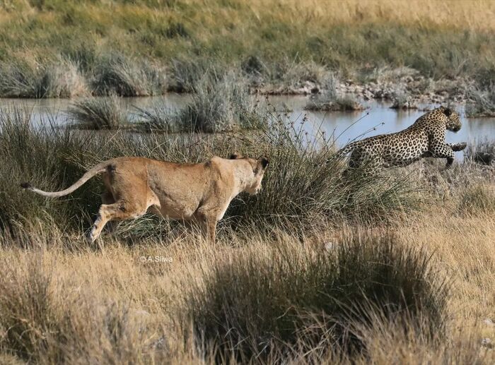 Miraculously saved - Leopard, Lioness, a lion, Big cats, Cat family, Predatory animals, Wild animals, wildlife, National park, South Africa, The photo, Waterhole, Погоня