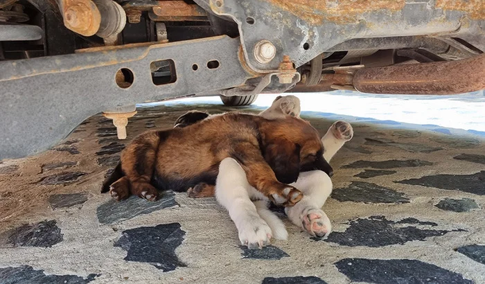 About puppies - My, The rescue, Homeless animals, Dog lovers, Puppies, Video, Longpost