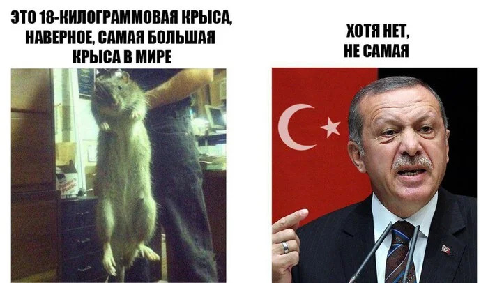 And always was - Humor, Politics, Rat, Recep Erdogan