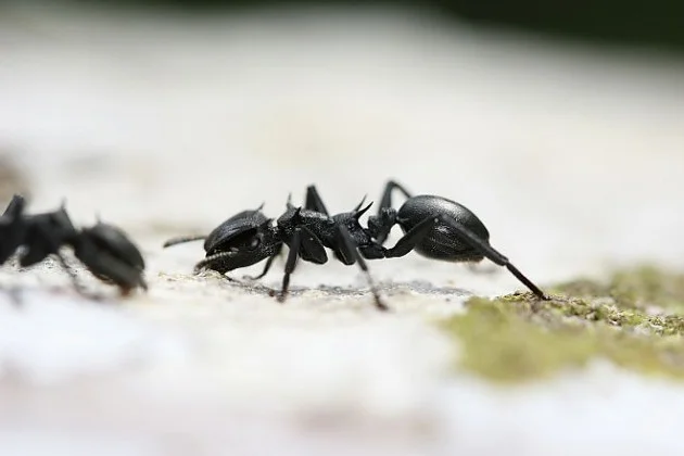 Ants that can control their fall - My, The science, Research, Ants, Gravity, Sciencepro, Nauchpop, Scientists, Insects, Ecology, GIF