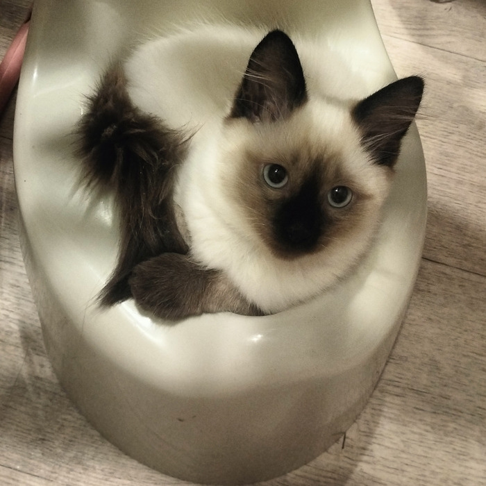 Маленькая коть