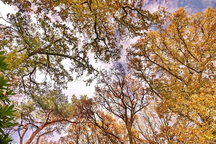 The last day of autumn... - My, The photo, Netherlands (Holland), Nature, Autumn, Tree