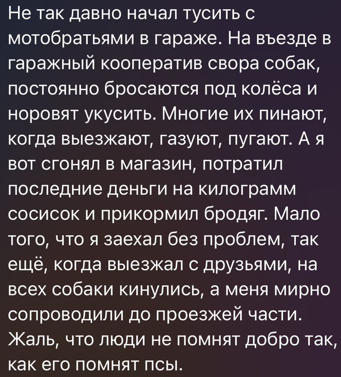 Скандал! Мужчина прикармливает бездомных собак, весь город в панике!