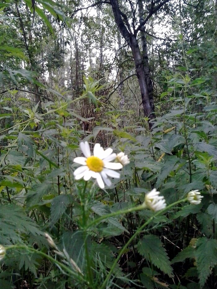 June. A gloomy day in the forest - My, The photo, Summer, Flowers, Forest, wildlife, The nature of Russia