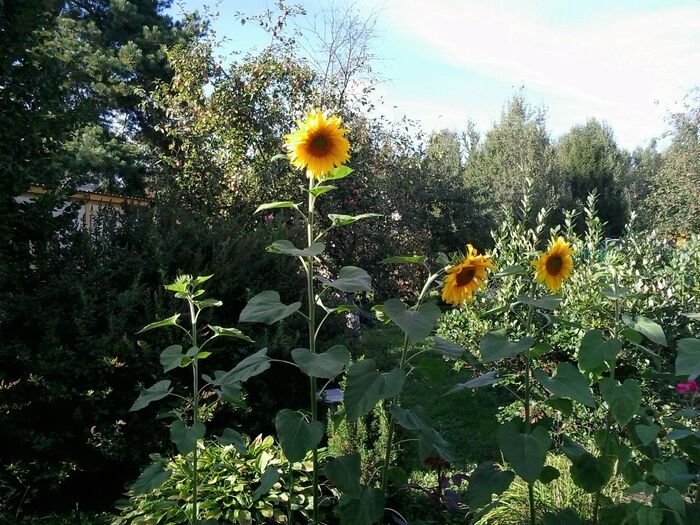 August. Sunflowers - My, The photo, Summer, Flowers, Garden, Sunflower