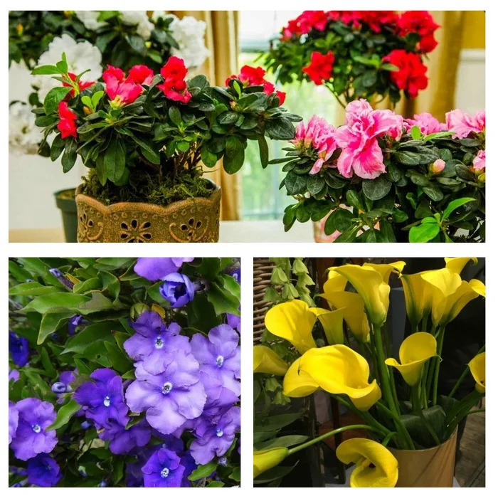 Flowers that bloom all WINTER - Floriculture, Landscape design, Dacha, Garden, Garden, Gardening, Harvest, House, Flowers, Home construction, Telegram (link)