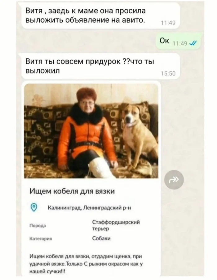 On the topic of the day - Humor, Picture with text, Telegram (link), Repeat, Dog, Announcement, Pairing, Correspondence, Screenshot, Hardened, Ambiguity