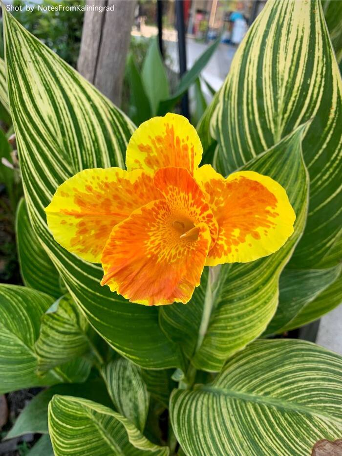 Variegated Canna - My, Canna, Flowers, Bloom, Plants, Thailand, The photo, Street photography