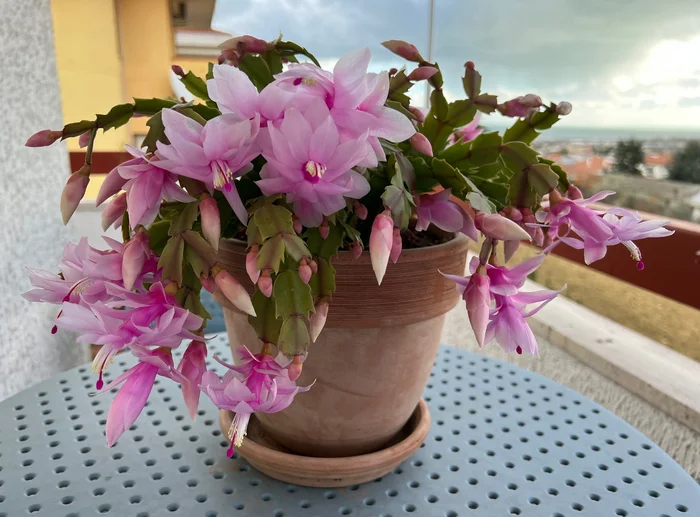 The Decembrist has blossomed - My, Houseplants, Blooming cacti, Decembrist cactus, Cactus