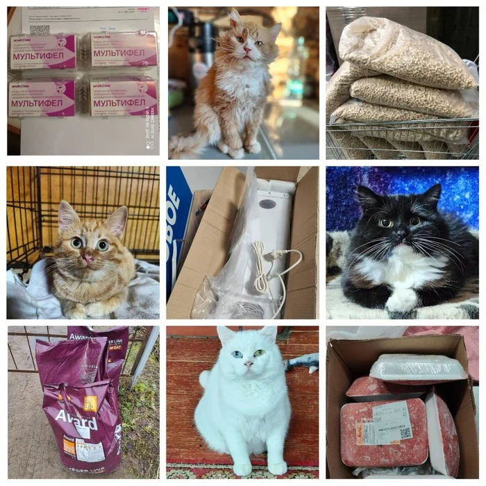 Spending your donations. 04.09 -30.11.24. Medicines, consumables, tests, food, sterilization of cats (118), operations. 45 cats found homes - My, Animal Rescue, Helping animals, Veterinary, cat, Charity, Report, Donates to Peekaboo, Longpost