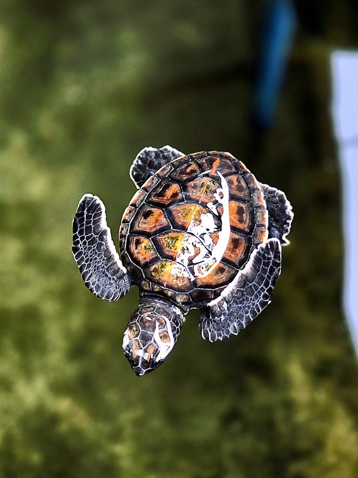 Chelonia Mydas   -, , , , , 