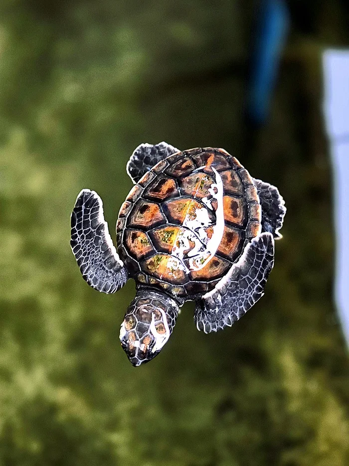 Chelonia Mydas Green Turtle - My, Sri Lanka, Turtle, Farm, Ceylon, Travels, The photo