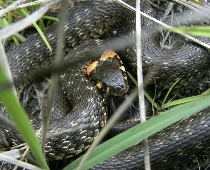 Random - not random - My, Steppe, Snake, Mobile photography, Vipers, Already, Skid, Reptiles, Longpost