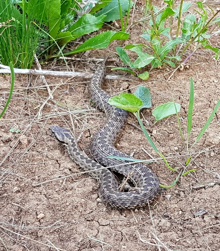 Random - not random - My, Steppe, Snake, Mobile photography, Vipers, Already, Skid, Reptiles, Longpost