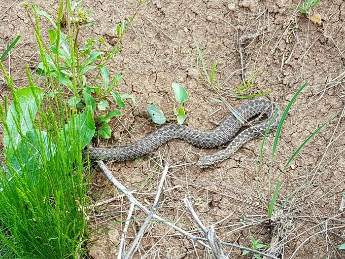 Random - not random - My, Steppe, Snake, Mobile photography, Vipers, Already, Skid, Reptiles, Longpost