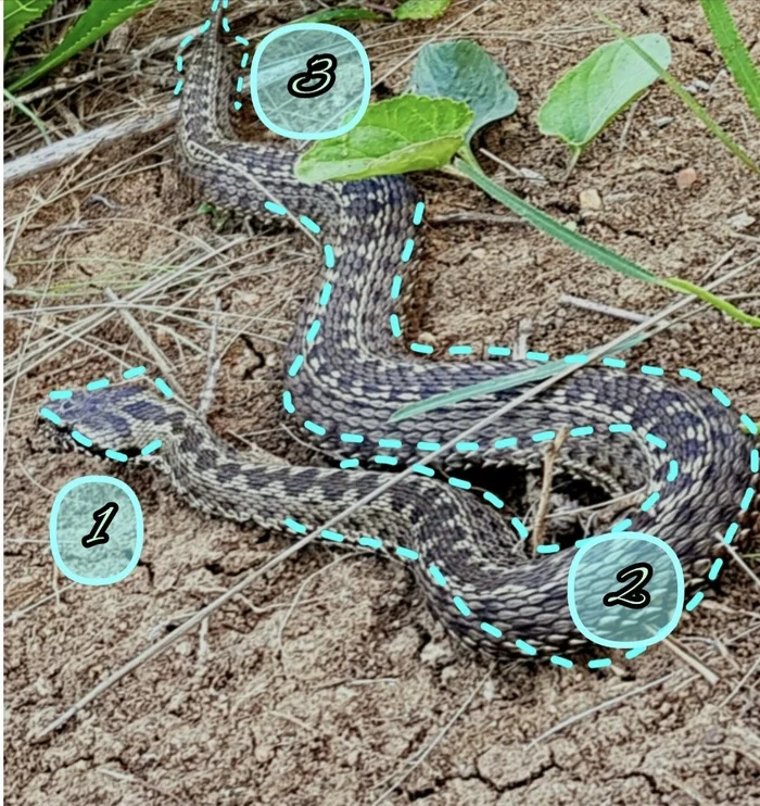 Random - not random - My, Steppe, Snake, Mobile photography, Vipers, Already, Skid, Reptiles, Longpost