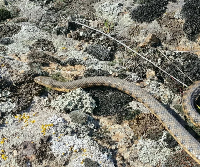 Random - not random - My, Steppe, Snake, Mobile photography, Vipers, Already, Skid, Reptiles, Longpost
