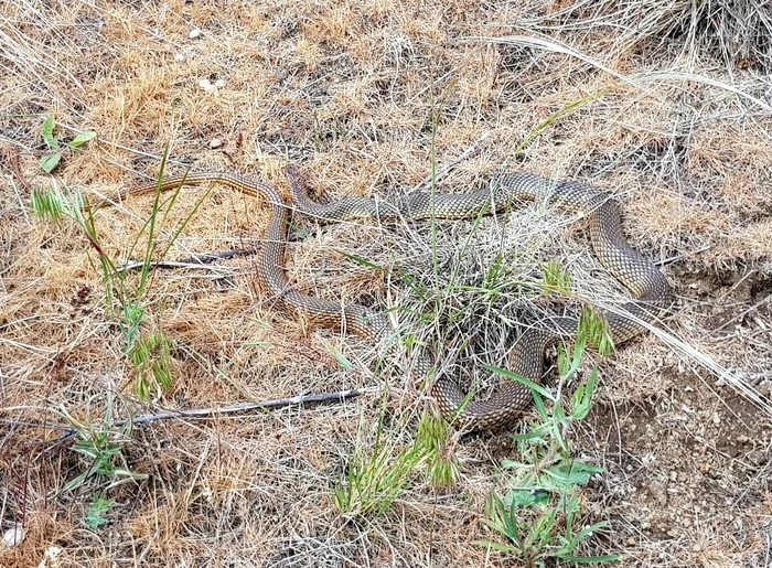 Random - not random - My, Steppe, Snake, Mobile photography, Vipers, Already, Skid, Reptiles, Longpost