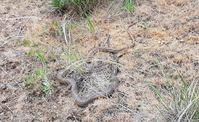 Random - not random - My, Steppe, Snake, Mobile photography, Vipers, Already, Skid, Reptiles, Longpost