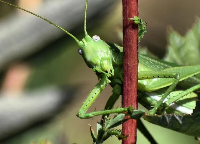 Hello - My, The photo, Grasshopper, Summer, Who are you