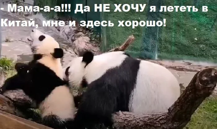 The cranes are flying to China, just DON'T FLY AWAY! :)) - Panda, Katyusha, Picture with text