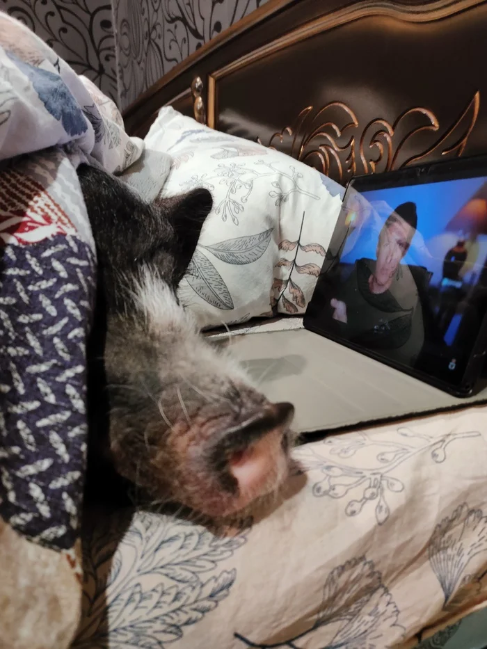 Winter evenings - My, Mini Pig, Pets, Animals, Winter