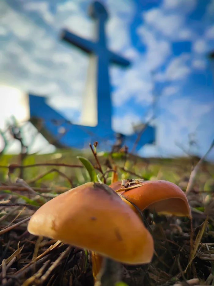 Mushroom on the background of the Anchor - My, Mushrooms, Monument, Anchor, Macro photography, Nature, Rostov region, The photo