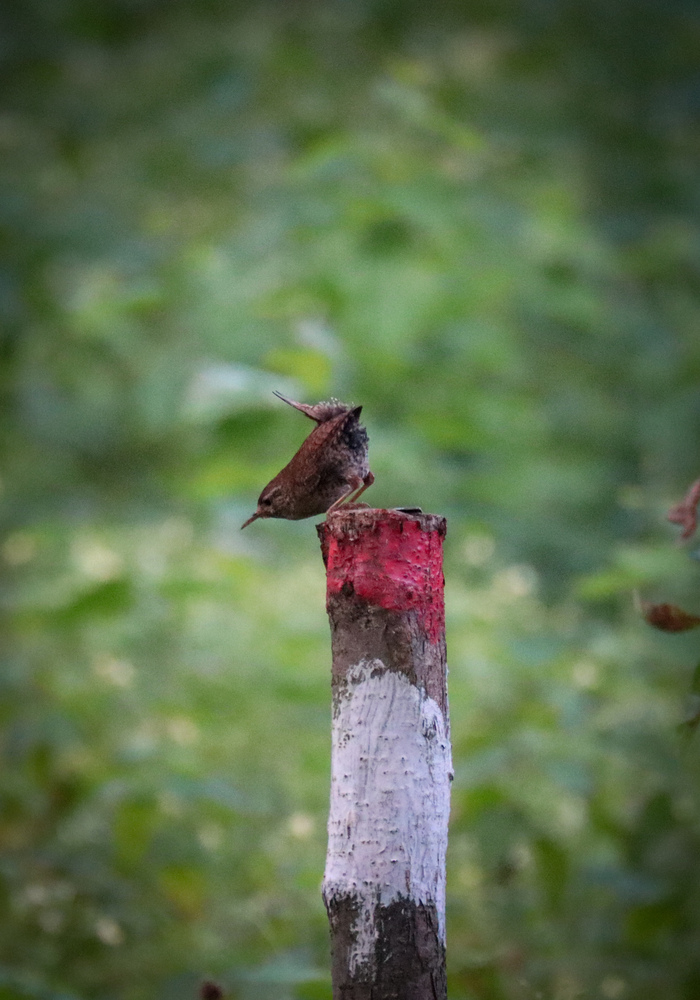 Крапивник совершает прыжок веры