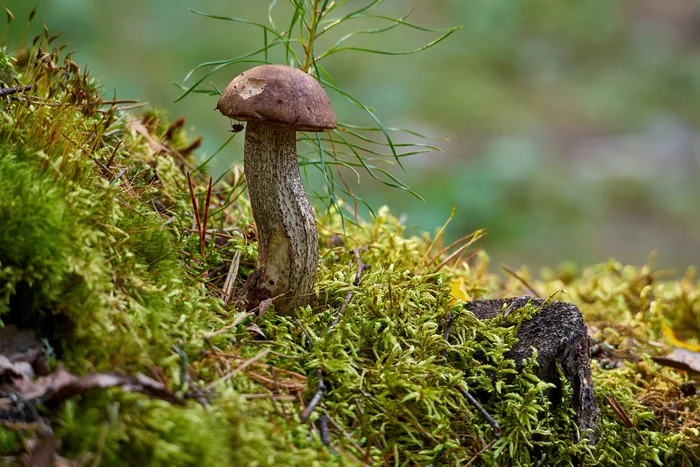 Mushroom - My, The photo, July, Mushrooms