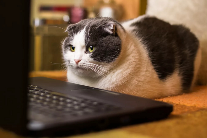 Путин подписал закон, устанавливающий штрафы до 30 тысяч рублей для физических и юридических лиц за неправильное содержание домашних животных