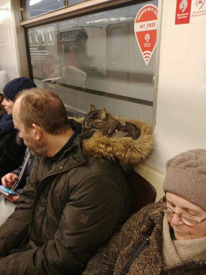 Cat's Nest - cat, The photo, Metro, Images, Telegram (link), Hood, Hardened