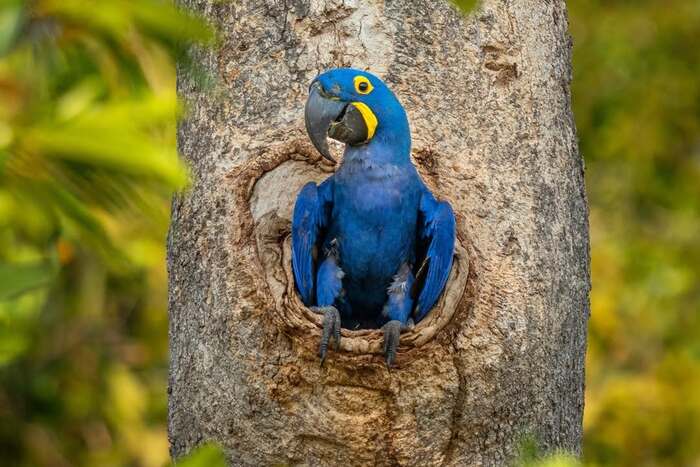 Hyacinth Macaw - Hyacinth Macaw, Macaw parrots, A parrot, Birds, Wild animals, wildlife, South America, The photo