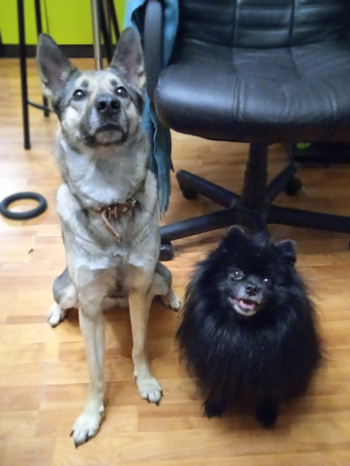 Со старшим товарищием, так же приблудным через третьи руки только (стал не очень удобным парнем в момент созревания, не смогли справиться - исправили воспитали, гуляют вместе). Был не рад соседству, но постепенно сдружились)