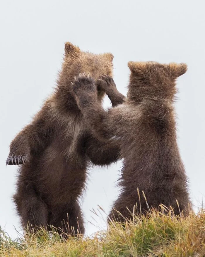 Guess who? - The Bears, Teddy bears, Brown bears, Predatory animals, Wild animals, wildlife, National park, North America, The photo