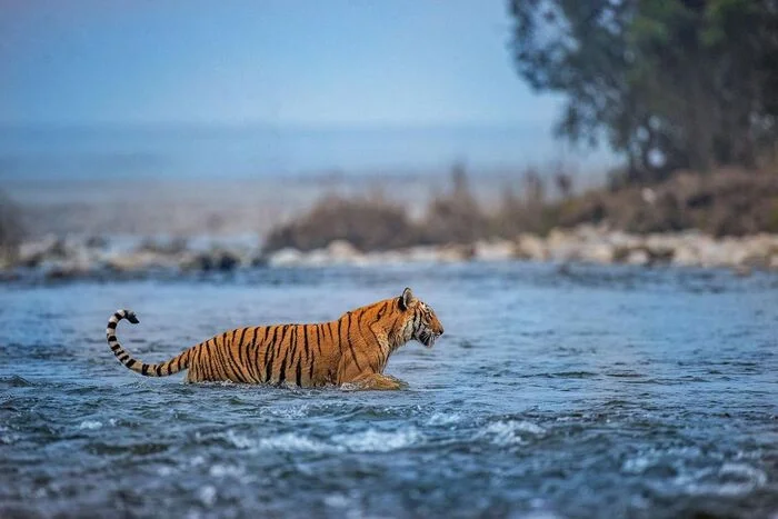 Wading - Bengal tiger, Tiger, Big cats, Cat family, Predatory animals, Wild animals, wildlife, National park, India, Water, The photo