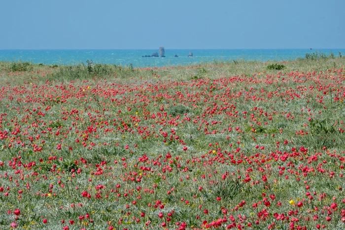 Is spring coming soon? - My, Crimea, Russia, The photo, Sky, Black Sea, Tulips, Longpost