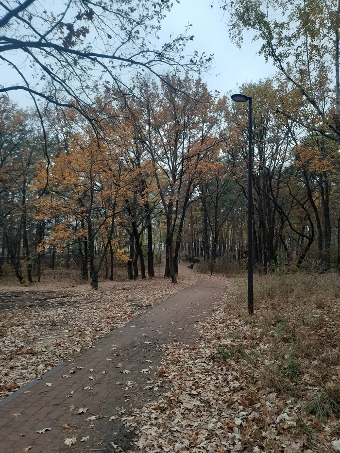 Parkovoe #1 10/31/2024 - My, Landscape, Mobile photography, Weather, Nature, The park, Lamp