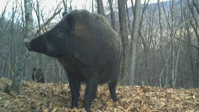 Boars - Boar, National park, Land of the Leopard, Primorsky Krai, Ungulates, Artiodactyls, Phototrap, Wild animals, wildlife, The photo, Telegram (link), Longpost