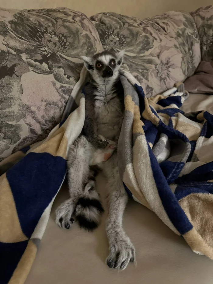 Julia is still watching - My, Lemur, Feline lemur, Diapers, Julia, Madagascar, The photo