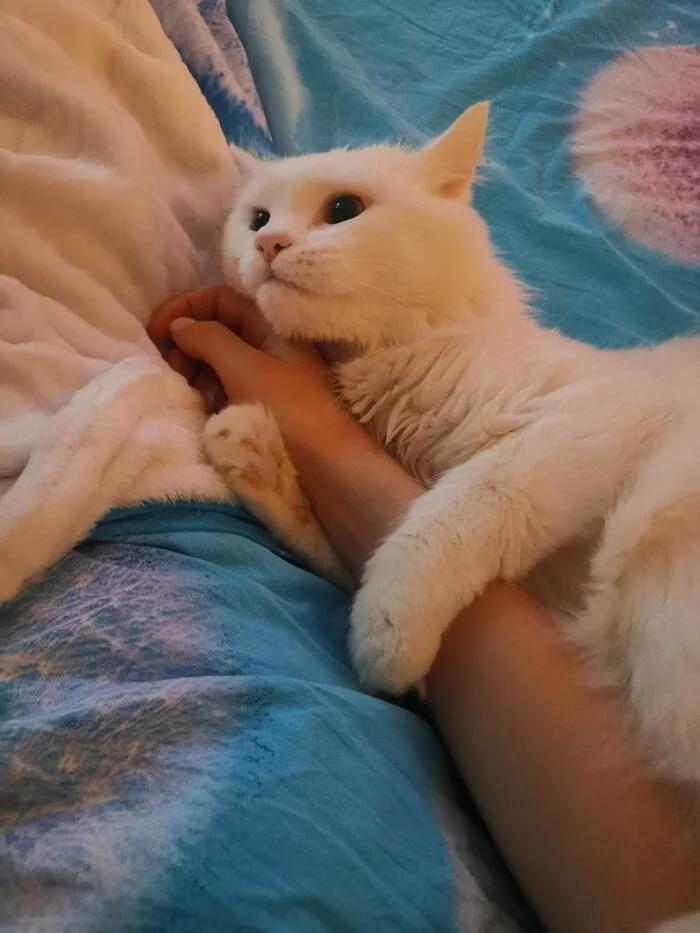 Continuation of the post “What to do if you start to love your cat?” - cat, Pet the cat, Turkish angora, Longpost, Reply to post