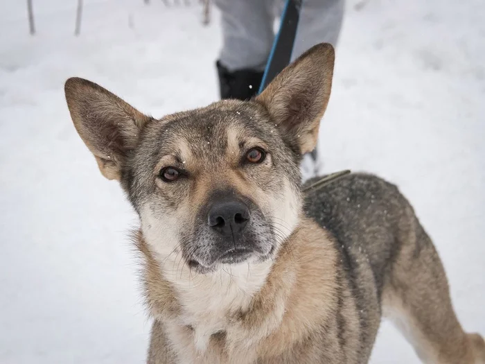 SENYA...ANOTHER SUFFERER OF THE MP WHO IS UNDER A BIG BLOW - Overexposure, Volunteering, Homeless animals, In good hands, Friend, Animal shelter, Permian, Kindness, Video, Vertical video, Longpost