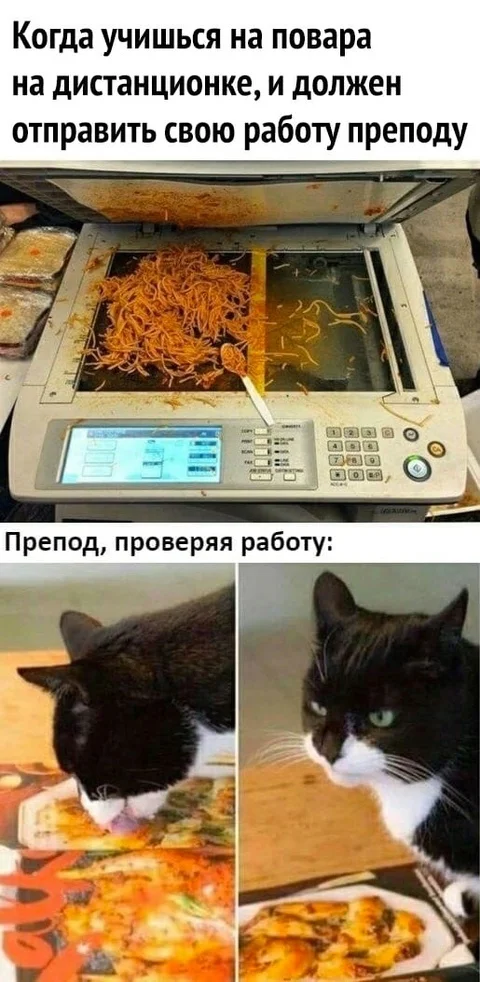 When - Humor, Picture with text, cat, Food, Xerox, IFIs