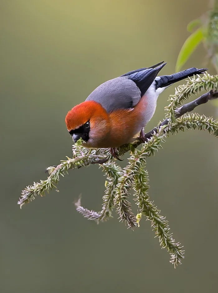 Red-headed Bullfinch - The photo, From the network, Passeriformes, Family finchidae, Bullfinches, Birds, wildlife, Ornithology