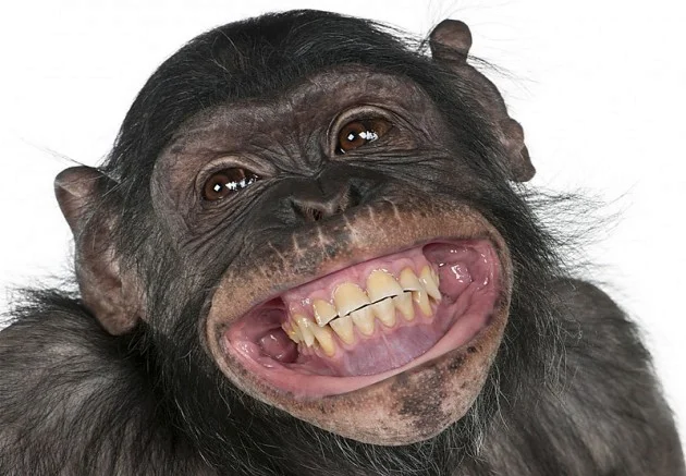 Animals have a sense of humor - My, The science, Research, Scientists, Laughter (reaction), Humor, Animals