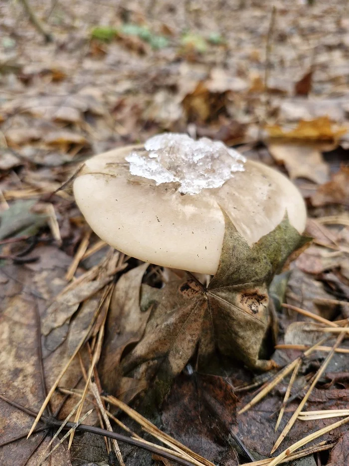 Autumn greetings on the first day of winter - My, Forest, The nature of Russia, Bike ride, Camping, Longpost, The photo