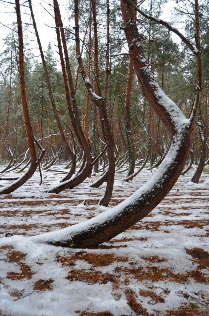 The Drunken Forest in the Ryazan Region is the Hero of Local Beliefs and Legends - Forest, Tree, Nature, The photo, Ryazan Oblast, Longpost, Snow, The nature of Russia