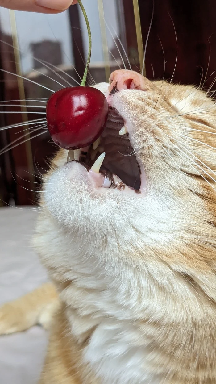 Cherries, yum) - My, cat, Milota, Redheads, Simba, Fat cats, Cherries, Pets, The photo