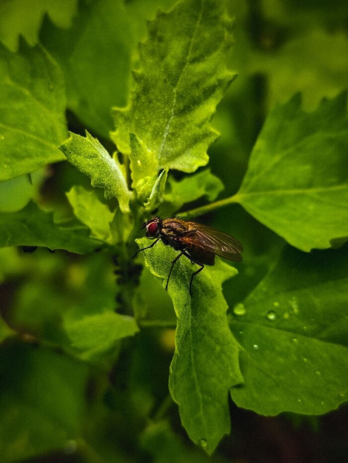 На телефон в режиме макро